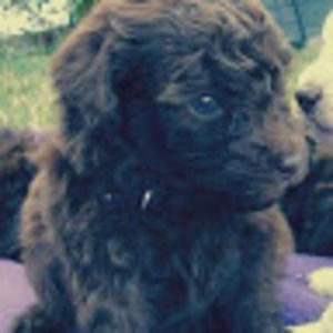 Meet your Posher, Inessa